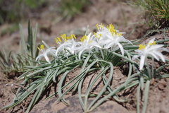 Leucocrinum montanum