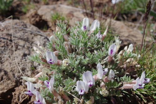 Astragalus purshii var. purshii