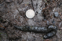 Lycalopex fulvipes