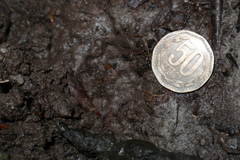Lycalopex fulvipes