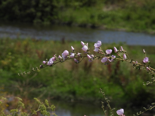 iNaturalist observation photo of southern coastal bushmallow