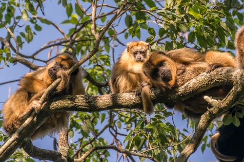 Black-and-gold Howler Monkey, photo 9 of 10