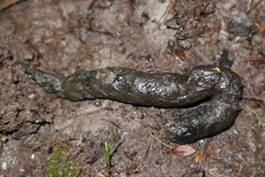 Lycalopex fulvipes
