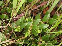 Arctostaphylos hookeri hearstiorum