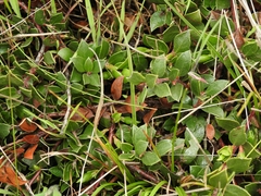 Arctostaphylos hookeri hearstiorum