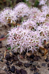 Allium anceps