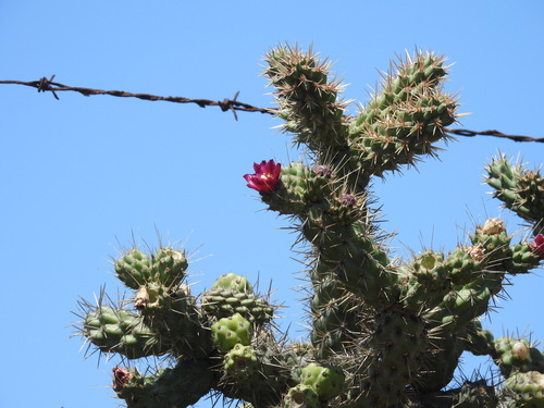 iNaturalist observation photo of Coast Cholla