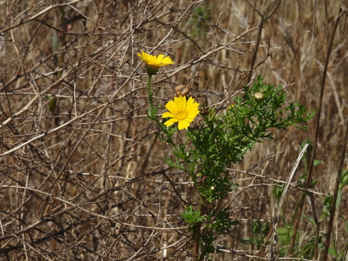 iNaturalist observation photo of Garland Daisy