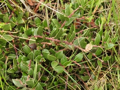 Arctostaphylos hookeri hearstiorum