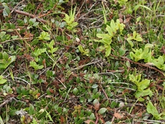Arctostaphylos hookeri hearstiorum