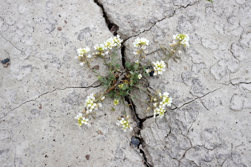 desert combleaf (Polyctenium fremontii)