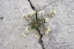 Polyctenium fremontii
