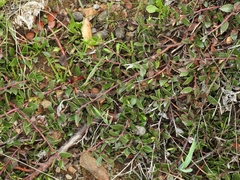Arctostaphylos hookeri hearstiorum