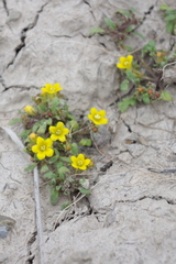 Phacelia lutea