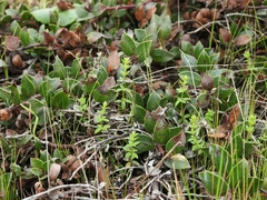 Arctostaphylos hookeri hearstiorum