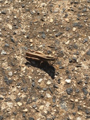 Macrotona securiformis