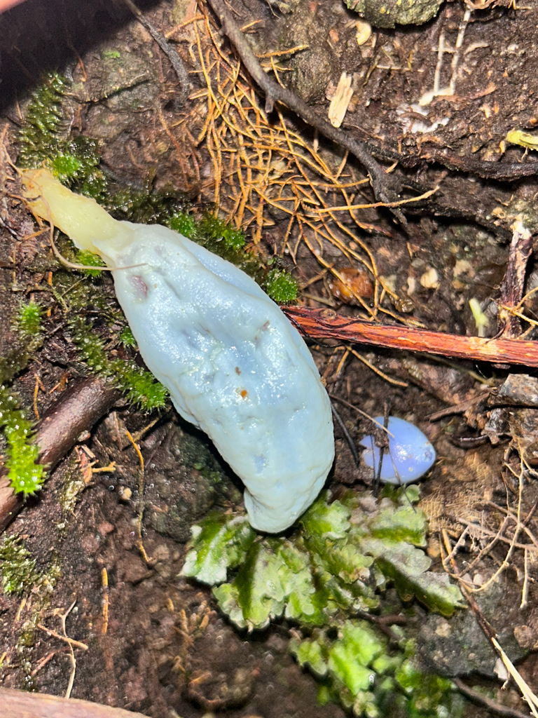 Clavogaster virescens · April 2026 · photo: © naomipw (iNaturalist, cc-by)