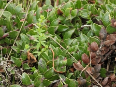 Arctostaphylos hookeri hearstiorum
