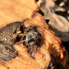 Andrena frigida