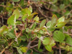 Arctostaphylos cruzensis