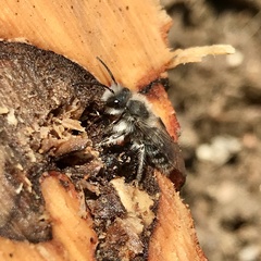Andrena frigida