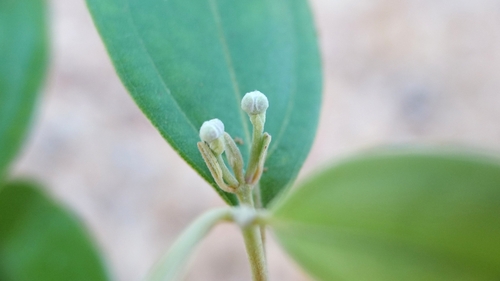 Rhodomyrtus tomentosa