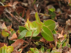 Arctostaphylos cruzensis