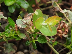 Arctostaphylos cruzensis