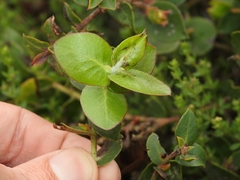Arctostaphylos cruzensis