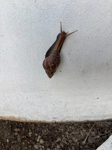 Lissachatina fulica