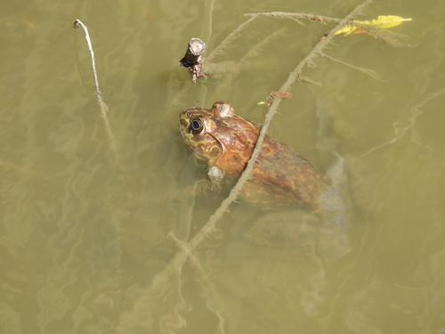 iNaturalist observation photo of American Bullfrog