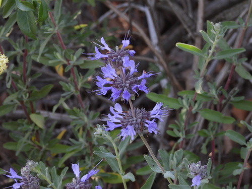 iNaturalist observation photo of Salvia clevelandii × leucophylla