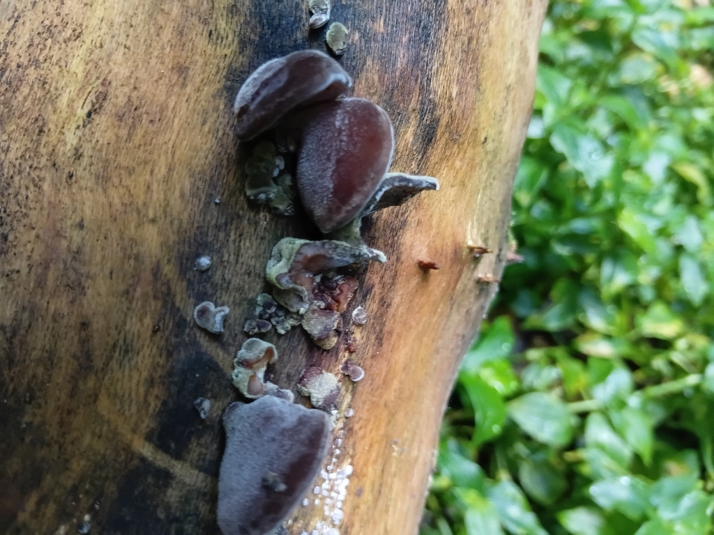 Auricularia cornea · April 2026 · photo: © esthercocker_ (iNaturalist, cc0)