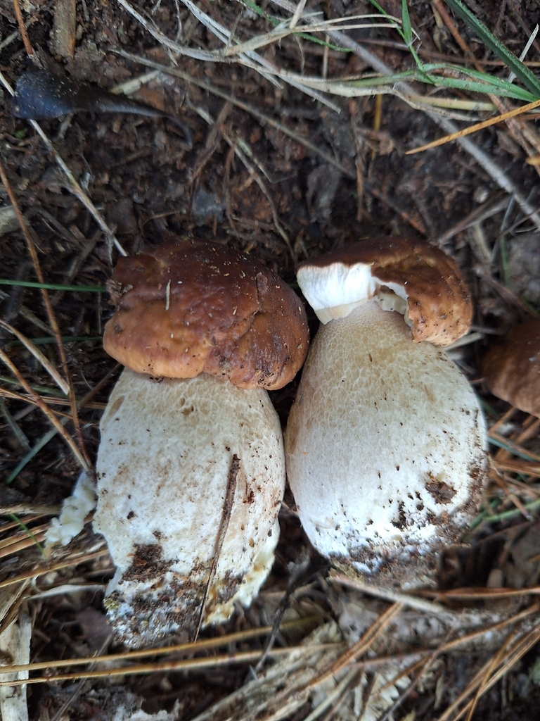 Boletus edulis · April 2026 · photo: © heidimeudt (iNaturalist, cc-by)