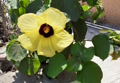 Hibiscus taiwanensis