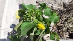 Hibiscus taiwanensis