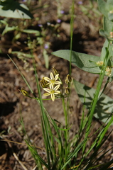 Triteleia ixioides anilina