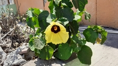 Hibiscus taiwanensis