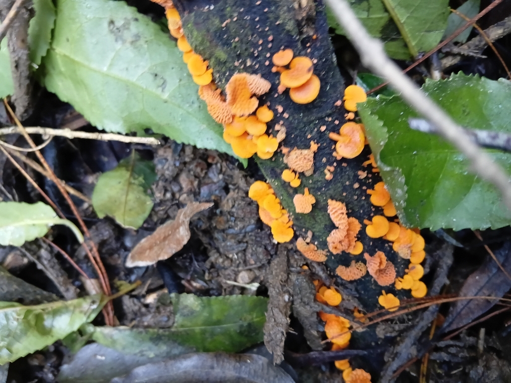 Favolaschia claudopus · April 2026 · photo: © esthercocker_ (iNaturalist, cc0)
