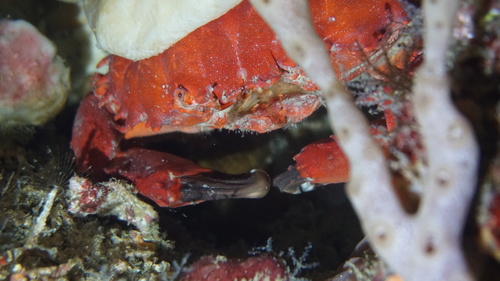 Etisus splendidus observed 2026-04-26