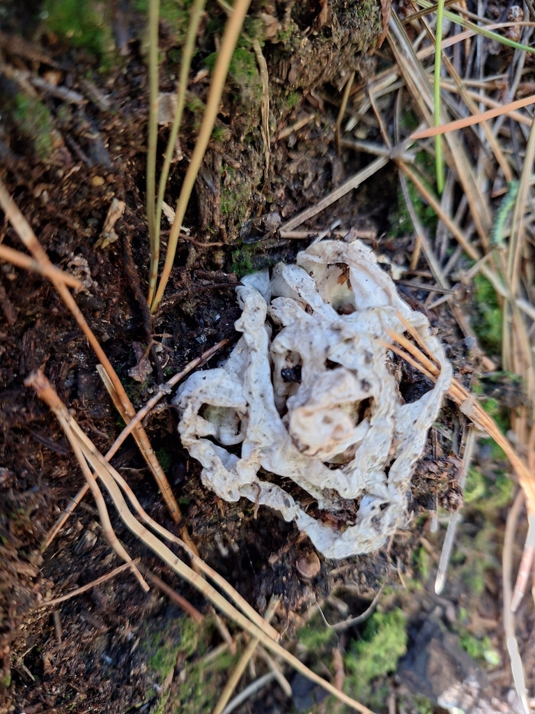Ileodictyon cibarium · April 2026 · photo: © heidimeudt (iNaturalist, cc-by)