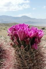 Sclerocactus polyancistrus