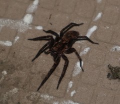 Tomopisthes horrendus