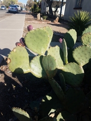 Opuntia
