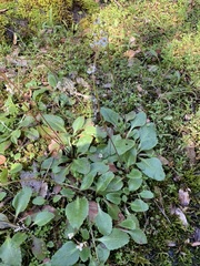 Micranthes californica
