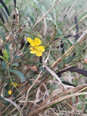 Chamaecrista leschenaultiana