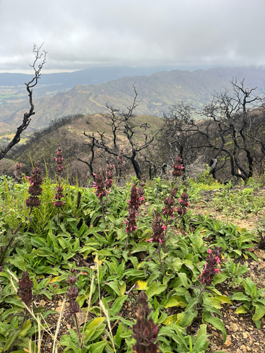 Salvia spathacea