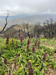 Salvia spathacea