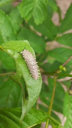 Polydamas Swallowtail