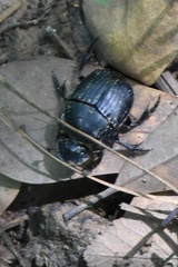 Phanaeus triangularis